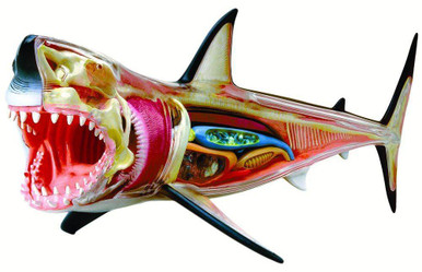 great white shark internal anatomy