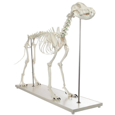 Axis Scientific Large Canine - Flexible Articulation on Base