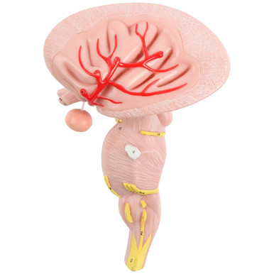 labeled brain stem model