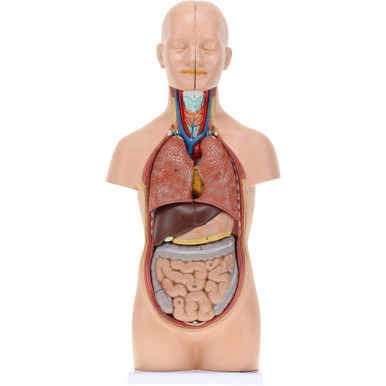 Axis Scientific 12-Part Unisex Mini Torso | Anatomy Warehouse