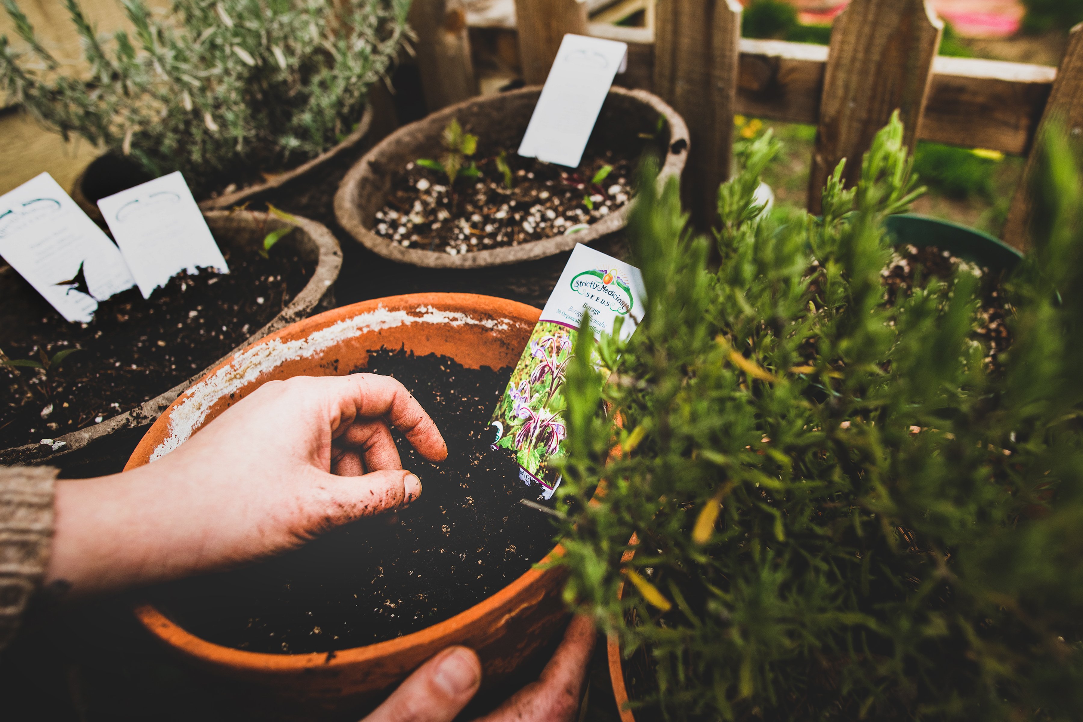 Seed Stewardship Project