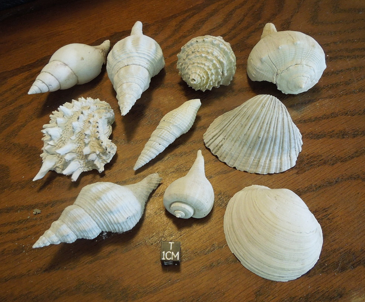 Fossil Shells Lot of 10, Mixed Types, Pliocene, Tamiami Formation -  Meteorites for Sale, Galactic Stone & Ironworks