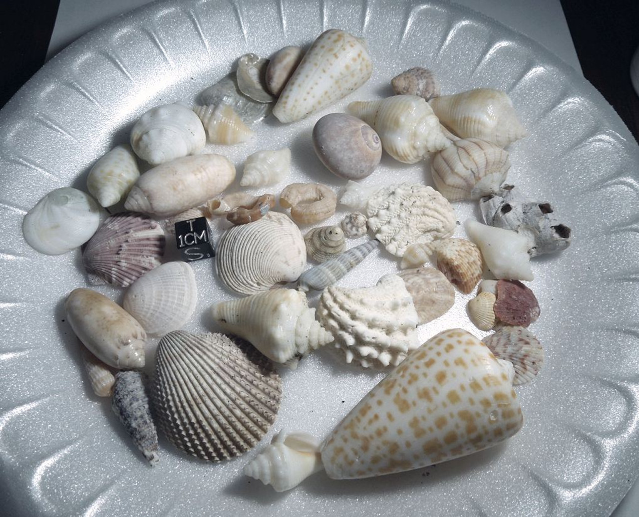 Florida Seashell Lot, Large Lot, Multiple Types - Galactic Stone & Ironworks