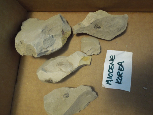 Korean Miocene Fossil Leaf Matrix Lot, 351g
