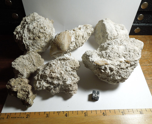 Tampa Limestone Fossil Limestone Lot, Rare Locality, 1.1kg