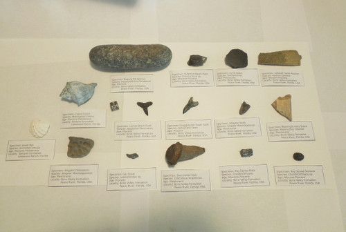 Florida Fossil Sampler Set, Bone Valley, 15 Specimens