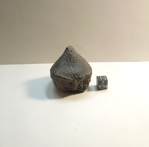Glyptodont Tail Spike, Glyptotherium Floridanum, Pleistocene