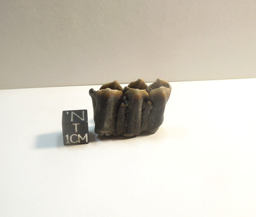 Bison Tooth, Un-Erupted DP4 Premolar, Bone Valley, Pleistocene