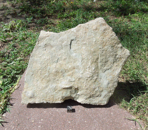 Fossil Mortality Hash Plate, Ordovician, Crinoids, Brachiopods, Bryzoans, Corals, 4
