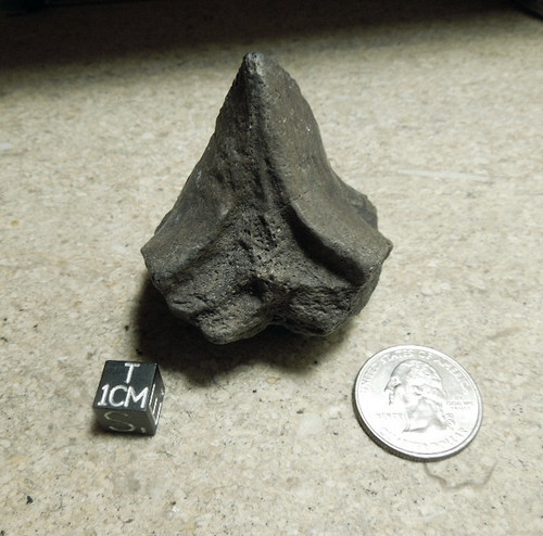 Fossil Dugong Vertebra, Peace River, Bone Valley