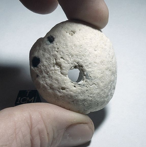Holey Stone Coral Fossil with Natural Hole
