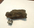 Phosphatized Fossil Wood, Bone Valley Formation, Rare Variant