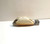 Glyptodont, Partial Tooth, Rare Bone Valley Color, Glyptotherium Floridanum, Pleistocene