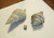 Pliocene Fossil Lot, Vasum Locklini and Fasciolaria Apicina, Bone Valley