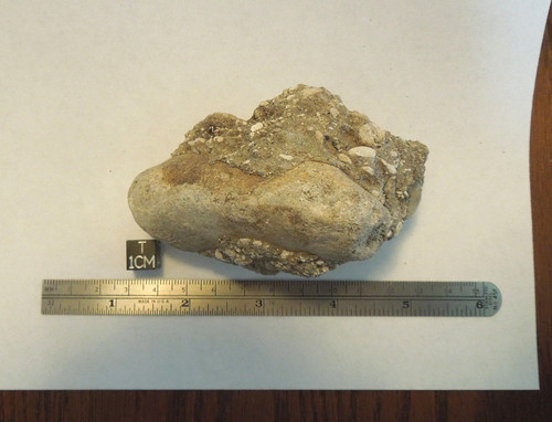 Fossil Dugong Rib in Matrix, Miocene, Bone Valley - Galactic Stone ...