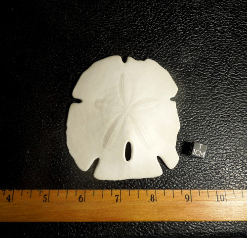 Sand Dollar, Encope Michelini, Gulf of Mexico, Florida - Galactic Stone ...
