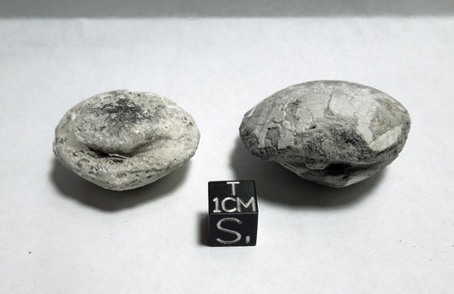 Fossil Calcite Clam Lot, Bone Valley, Peace River - Galactic Stone ...
