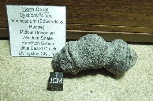 devonian period coral