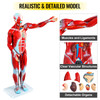 VEVOR Human Muscular Figure, 27 Parts Muscular Anatomy Model, Half Life Size Human Muscle and Organ Model, Muscle Model with Stand, Muscular System Model with Detachable Organs, for Medical Learning