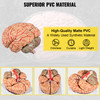 VEVOR Human Brain Model Anatomy 9-Part Model of Brain w/Labels & Display Base Color-Coded Life Size Human Brain Anatomical Model Brain Teaching Tool Brain Model for Science Classroom Study Display