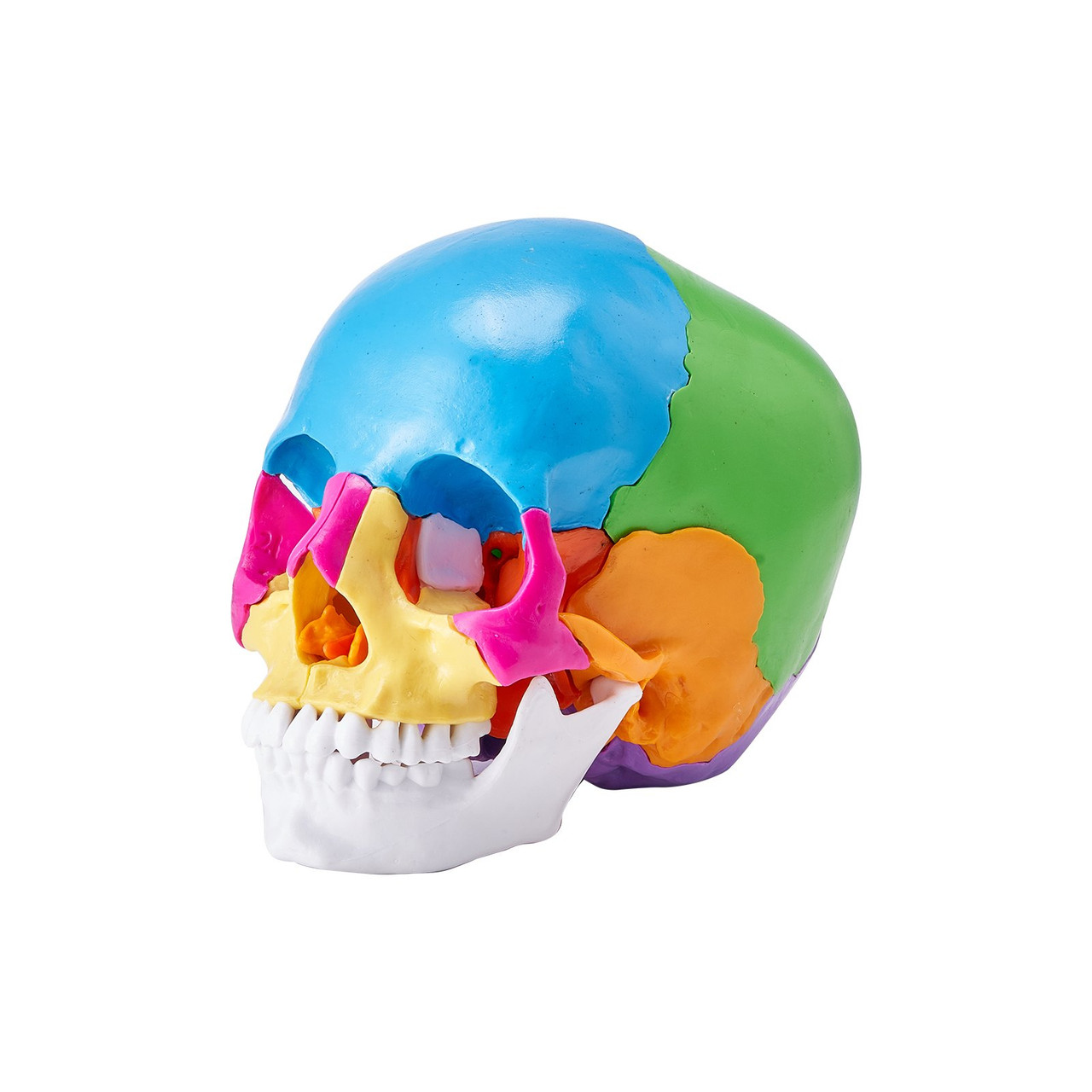 VEVOR Human Skull Model, 22 Parts Human Skull Anatomy, Life-Size Painted Anatomy Skull Model, PVC Anatomical Skull, Detachable Learning Skull Model, for Professional Teaching, Researching and Learning