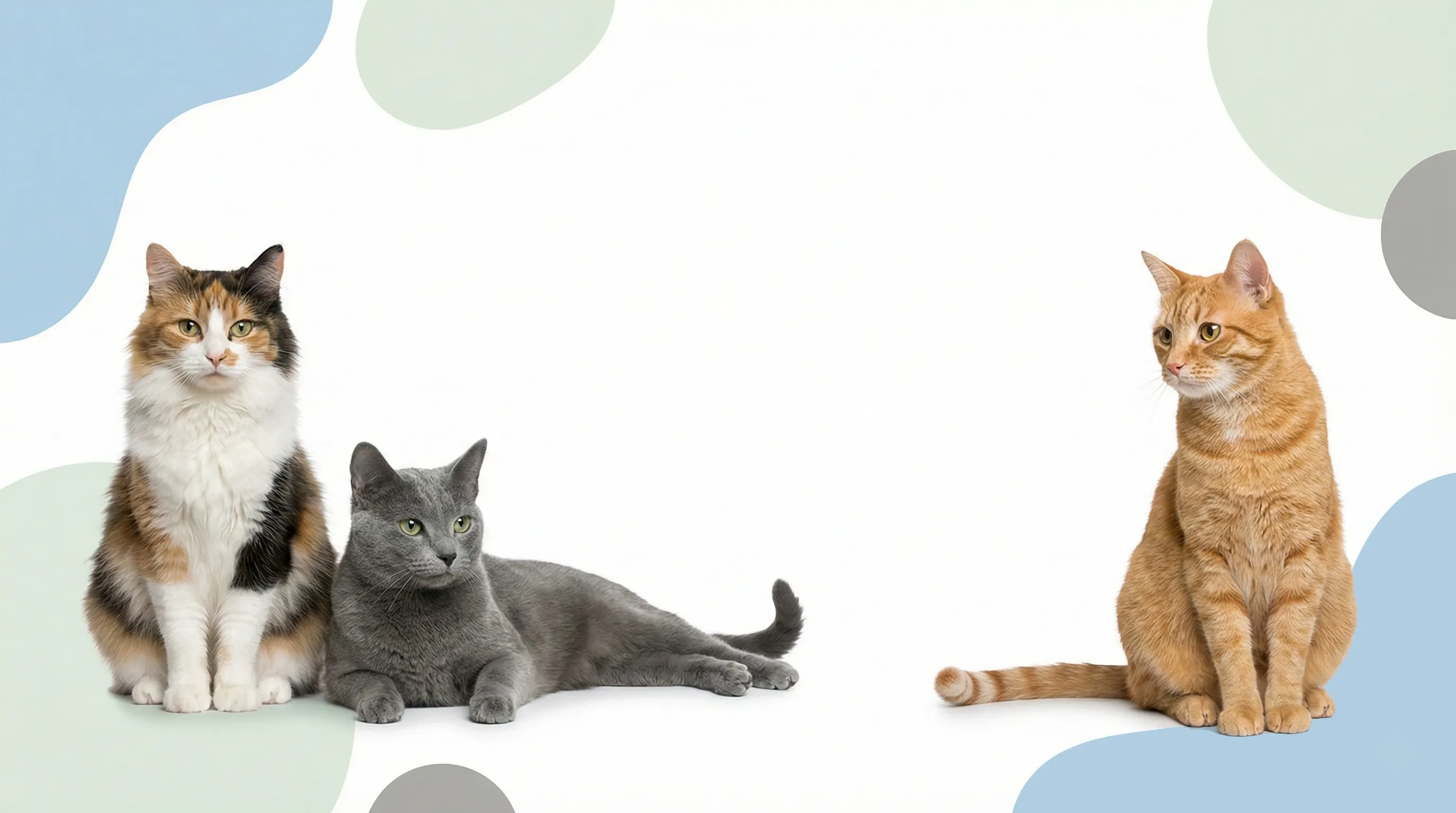 Pacific Pet Supplies - Cat Care