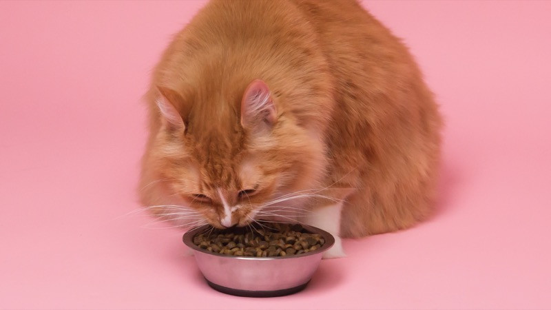 ​What to Feed a Cat with Urinary Problems