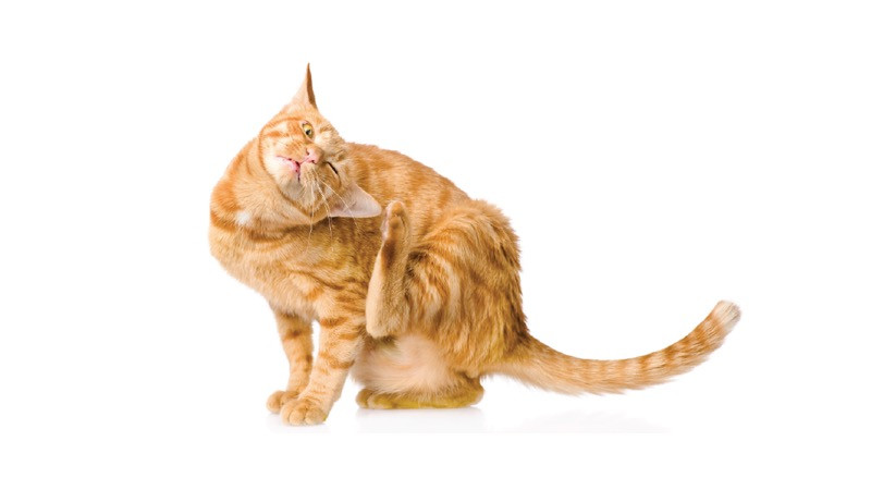 Alleviating Your Cat’s Itchy Skin: Practical Solutions and Care Tips