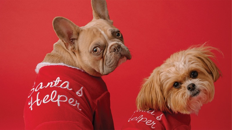The Ultimate Christmas Gift Guide for Your Dog