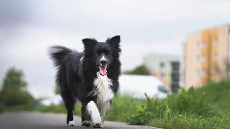 Seasonal Dog Shedding: Your Guide