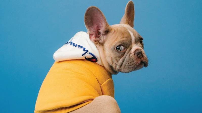 Getting Your Pets Ready for Winter