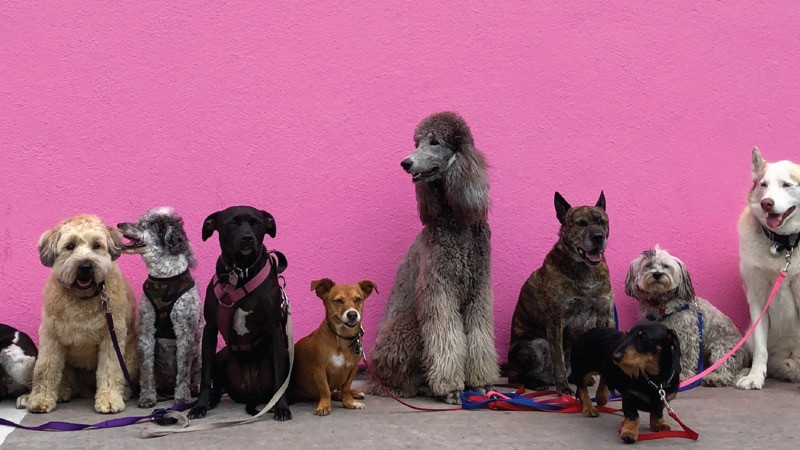 Teaching Your Dog to Walk Calmly on the Lead