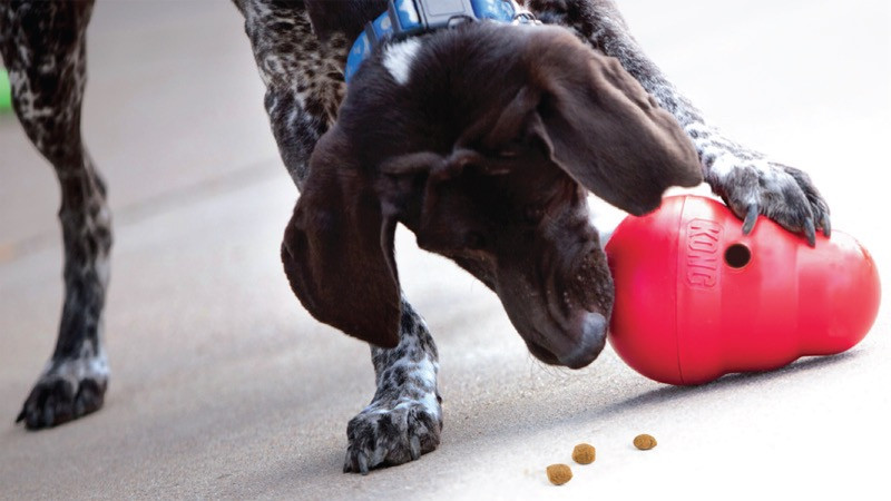 Fun and Nutritious Dog Recipes for Interactive Feeders