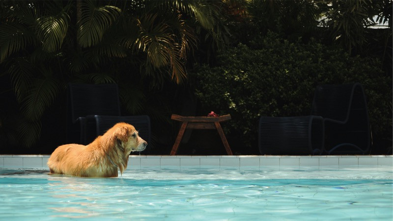 ​Signs of Heatstroke in Dogs