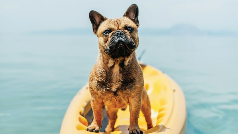 Keeping Your Pets Cool and Safe During the Summer Heat