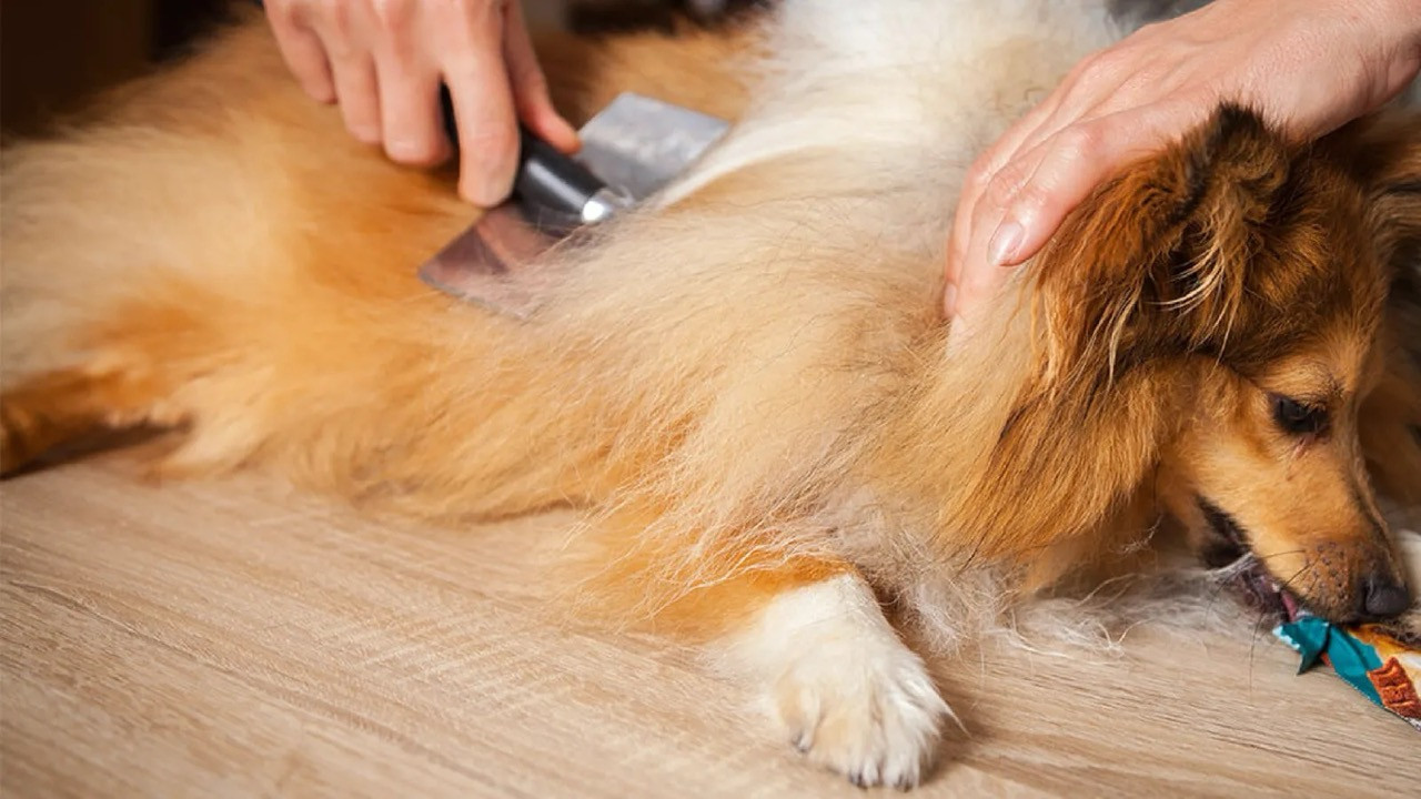 Dog Shedding Guide: Causes, Breeds, and Tips to Reduce Shedding