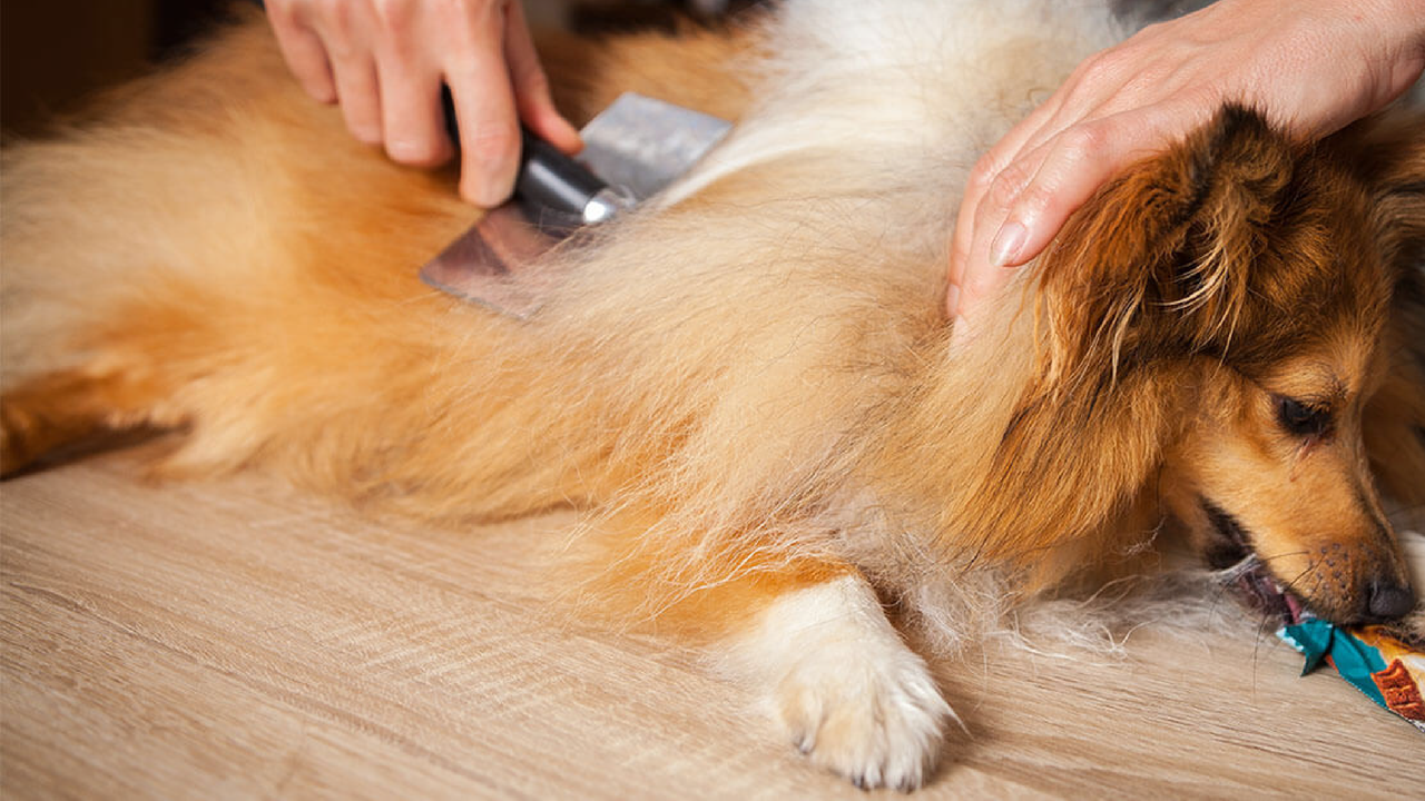 Dog Shedding Guide: Causes, Breeds, and Tips to Reduce Shedding Dog Shedding Guide: Causes, Breeds, and Tips to Reduce Shedding