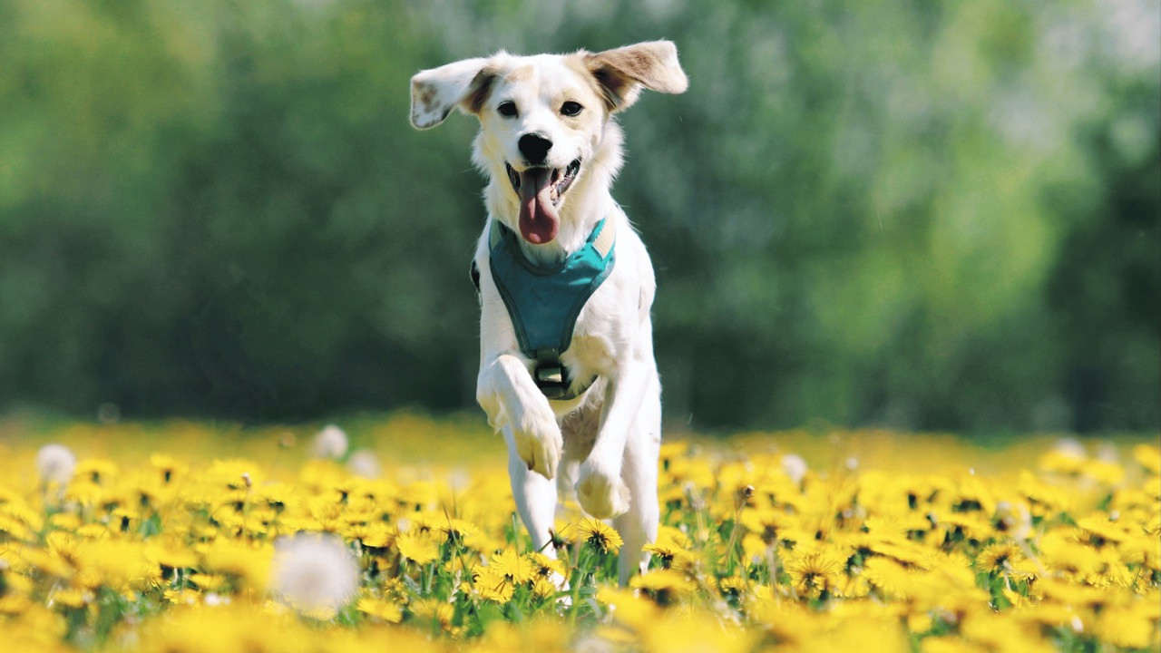 Who Let the Dogs Out? 5 Ways to Boost Outdoor Enrichment This Spring