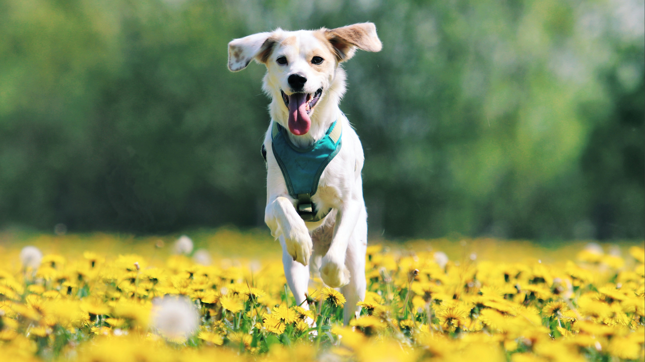 Who Let the Dogs Out? 5 Ways to Boost Outdoor Enrichment This Spring Who Let the Dogs Out? 5 Ways to Boost Outdoor Enrichment This Spring