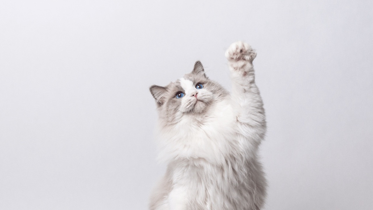 ​Cat Worming: Types, Symptoms, and Treatment Options