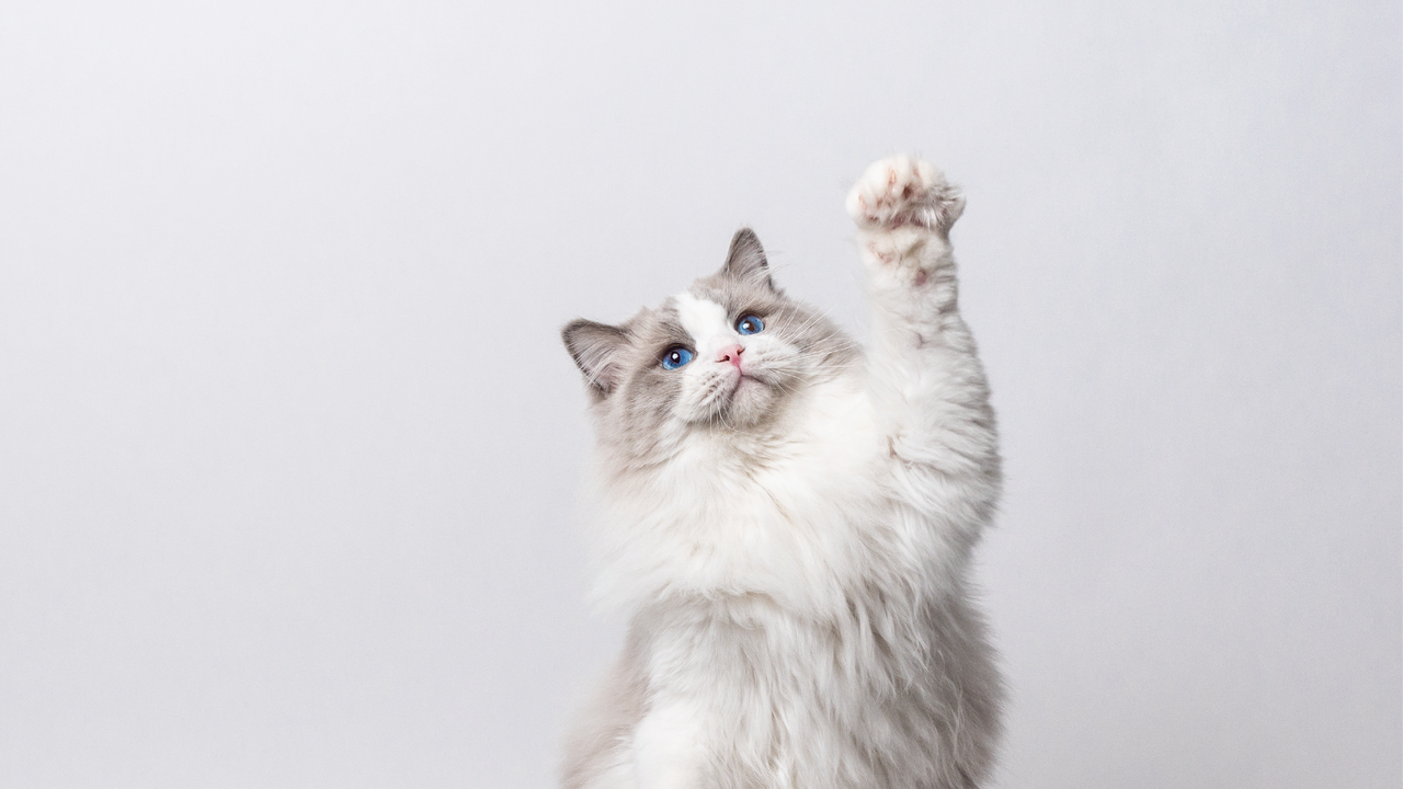 ​Cat Worming: Types, Symptoms, and Treatment Options