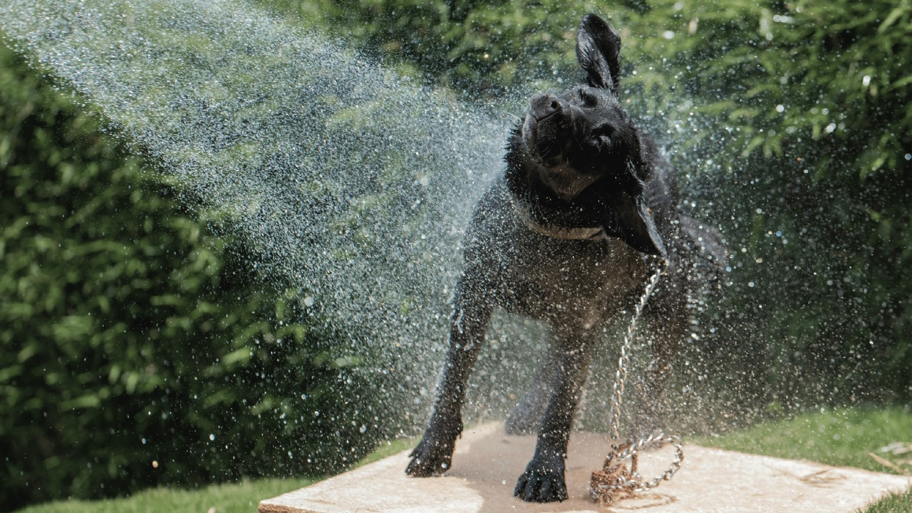 Dog Bathing and Grooming Frequency