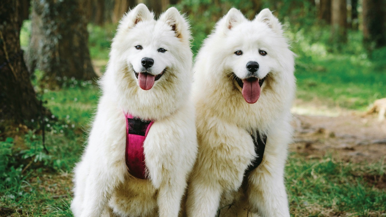 How to Properly Fit a Dog Harness