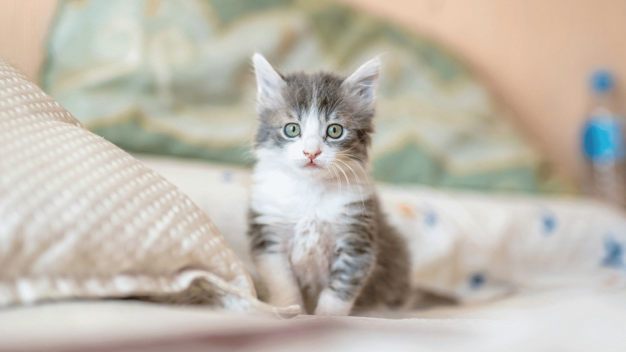 ​Preparing for Your New Kitten: The Essential Checklist