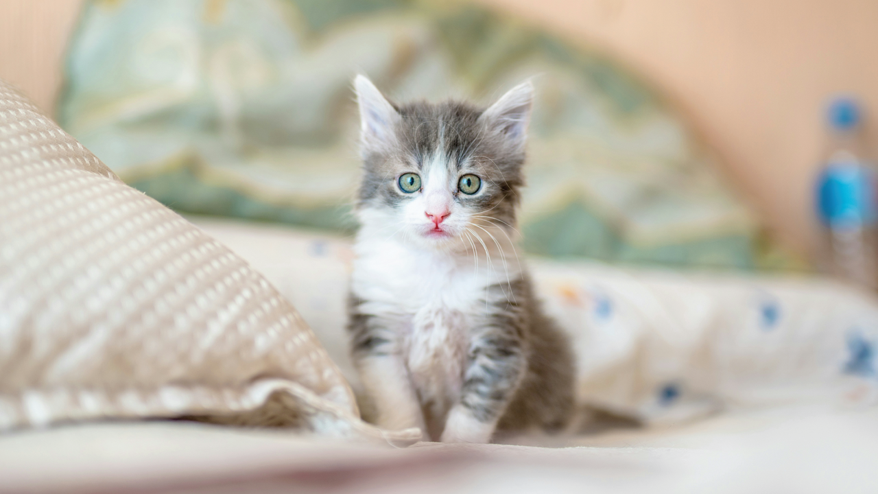 ​Preparing for Your New Kitten: The Essential Checklist