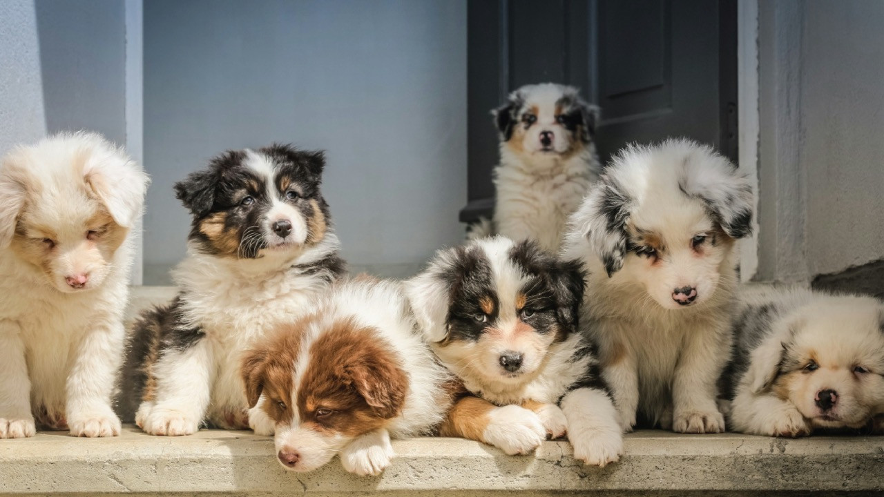 ​Bringing a Puppy Home: Your Essential Puppy Checklist