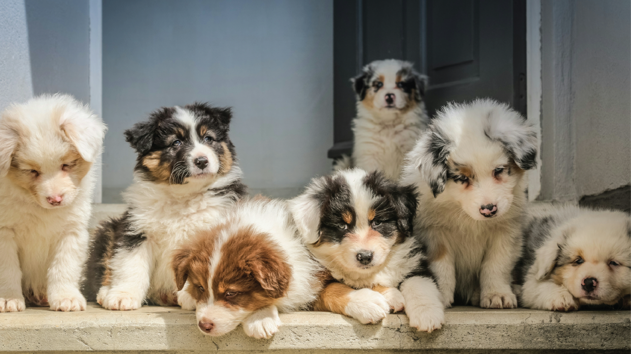 ​Bringing a Puppy Home: Your Essential Puppy Checklist