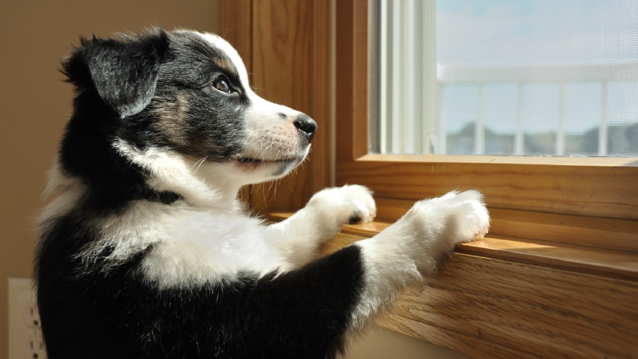 Strategies for Alleviating Puppy Separation Anxiety Strategies for Alleviating Puppy Separation Anxiety