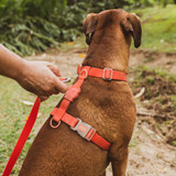 Zee.Dog Neopro Red H-Harness being worn outdoors by dog