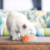 OH Bowl by LickiMat - Oral Health Food Bowl for Dogs: Orange - Small